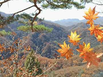 苹果手机突然没有信号